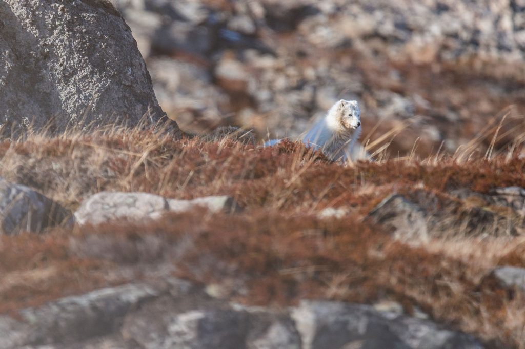 White arctic fox in winter